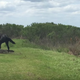 Screenshot: Horse attacks alligator!